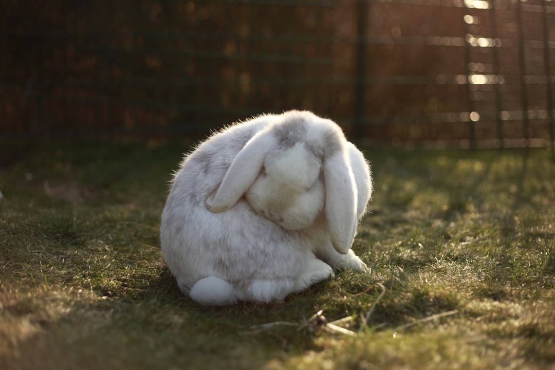 Photo Rabbit hutch
